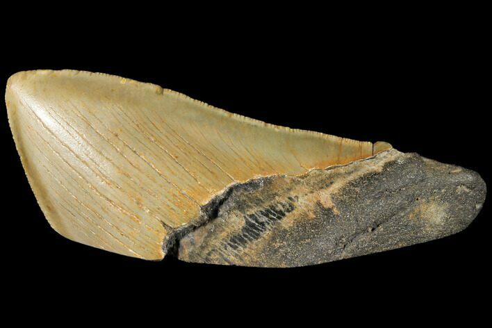 Serrated, Fossil Megalodon Tooth Paper Weight #130865